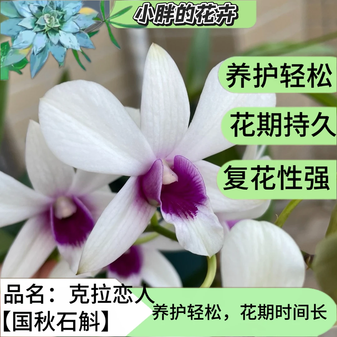 【小胖】精品秋石斛《克拉恋人》昆明直发石斛兰泼墨兰花盆栽