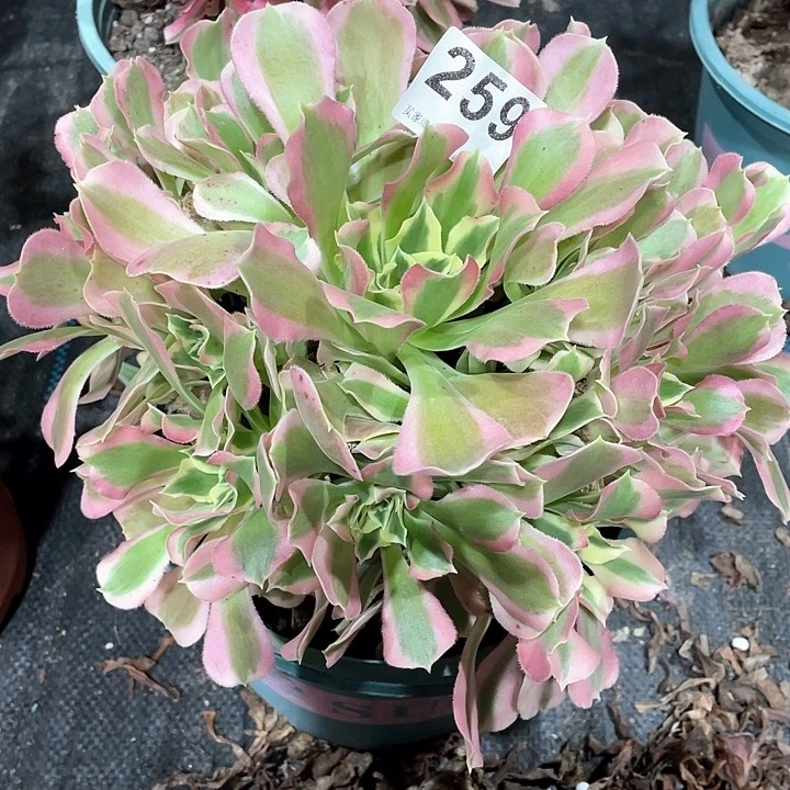 白凤259    冠幅23