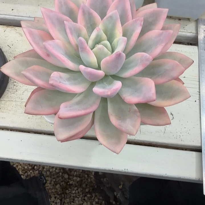 奥普锦大单头多肉植物