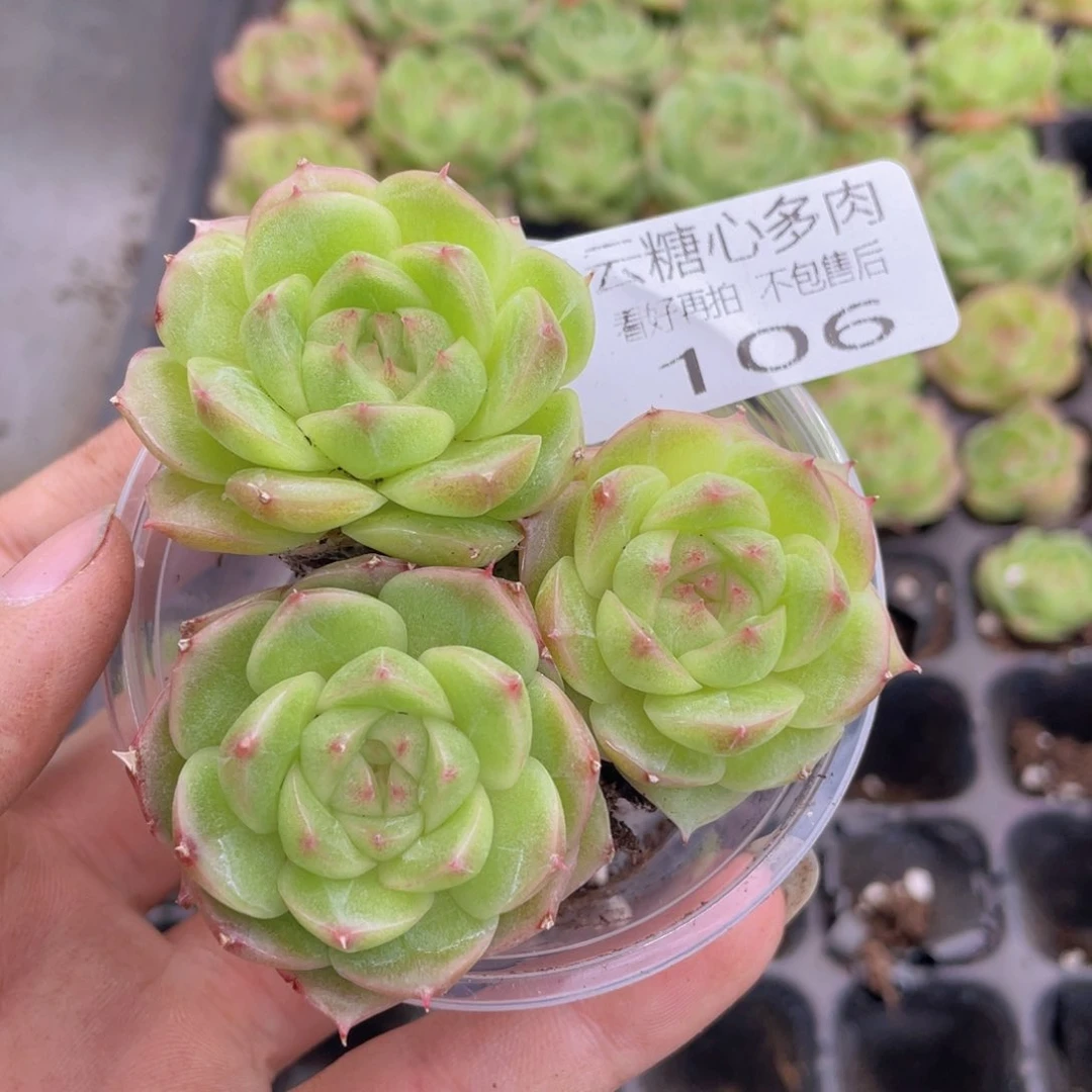 云糖心多肉植物106