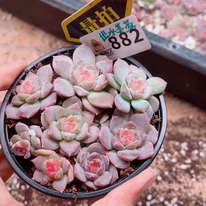 多肉植物多肉植物