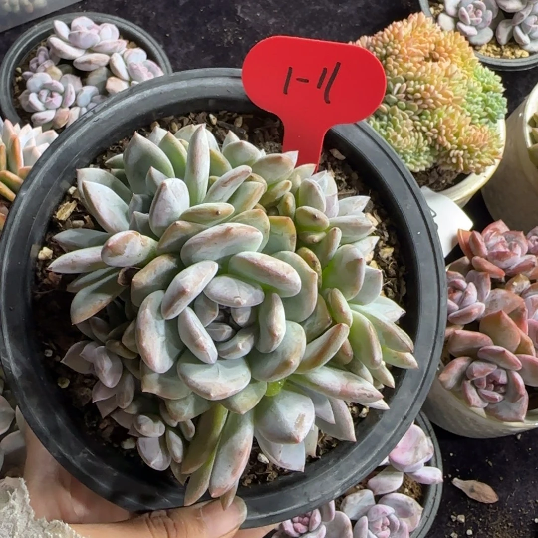 星影捧花一物一拍1-11