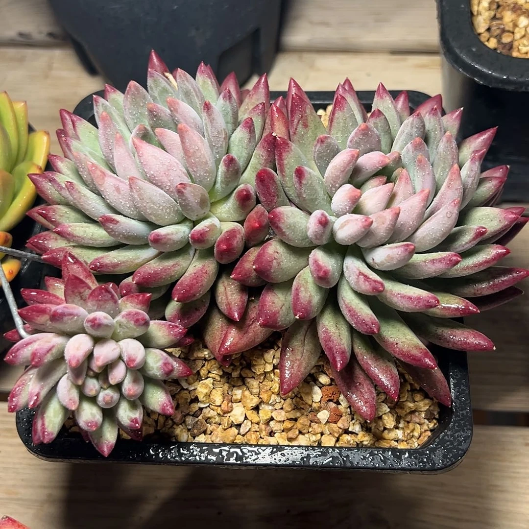 8-02-85精控虞美人