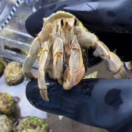 1.5口焦糖色紫路紫路