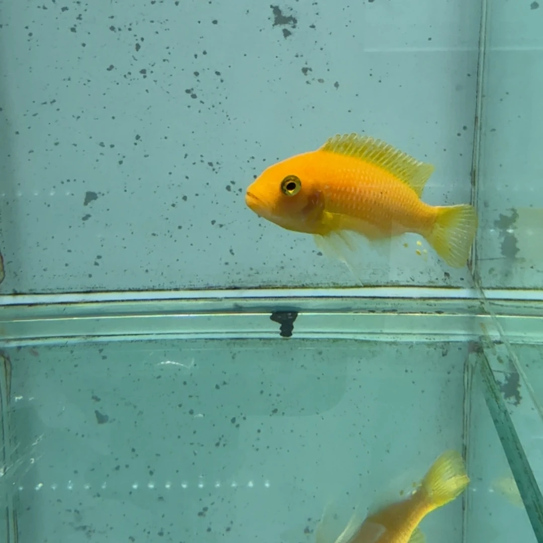 慈鲷483埃斯特斑马。