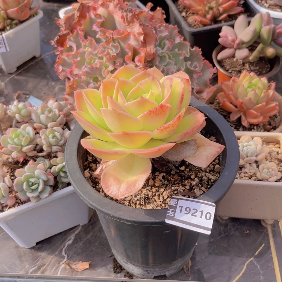 用***3星娜塔多肉植物19210