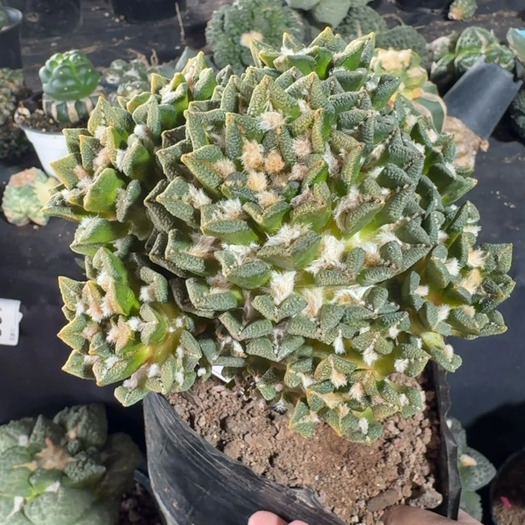 【闪购商品】爱**秋群头黑牡丹锦500