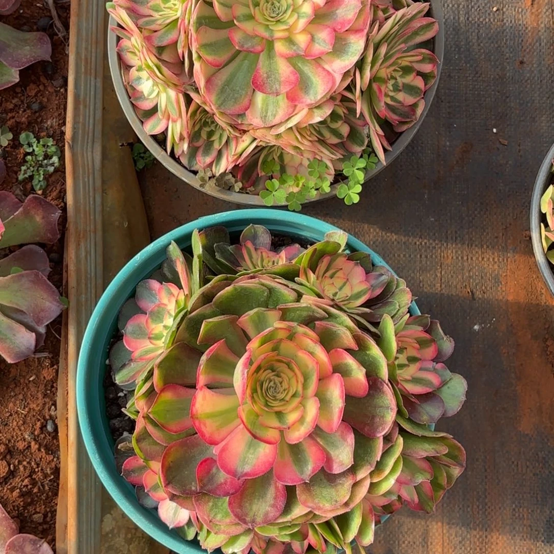 /***/云南多肉植物组拍