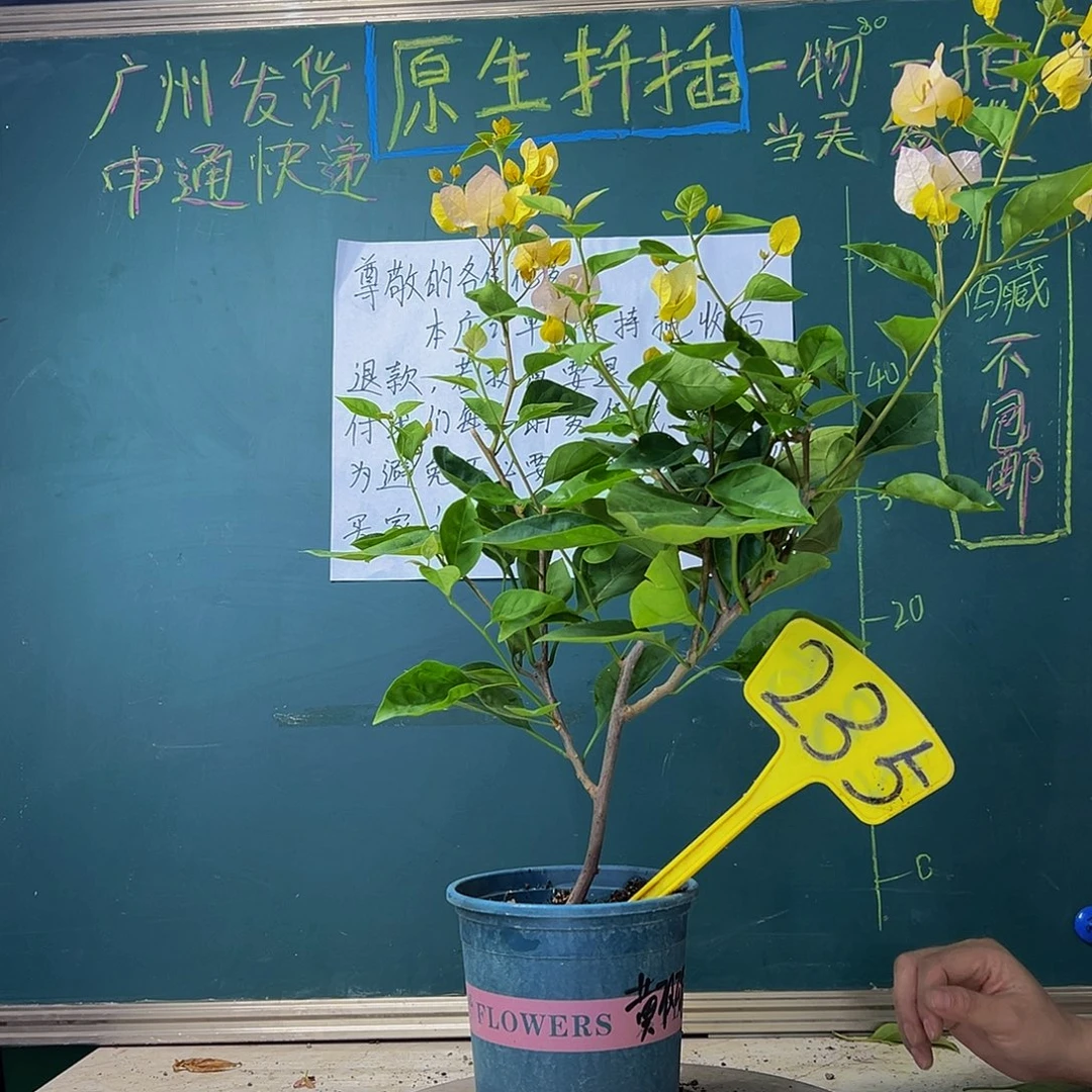 当前无花栽培后可以开花  黄玫瑰 235