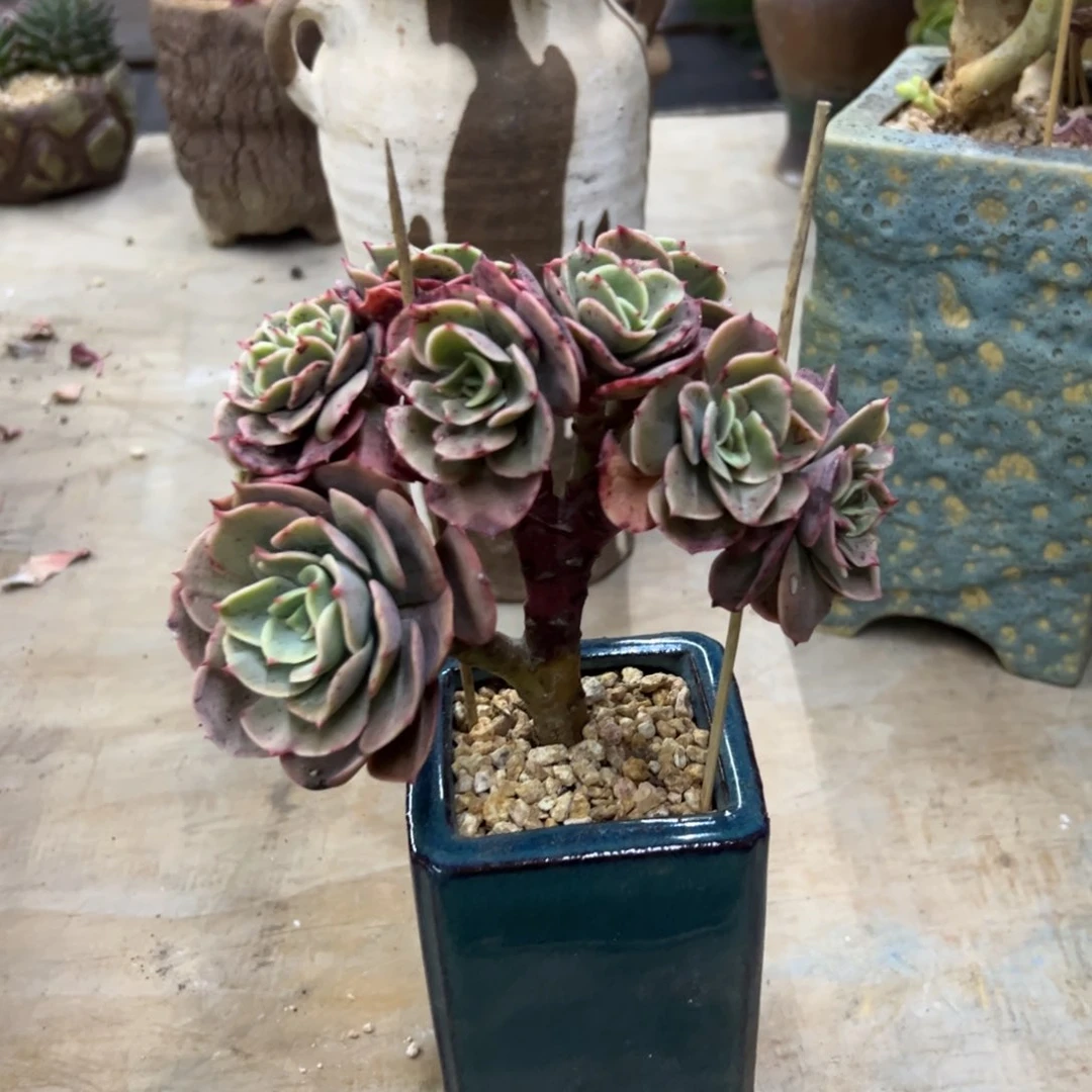 白雪公主48零零多肉植物