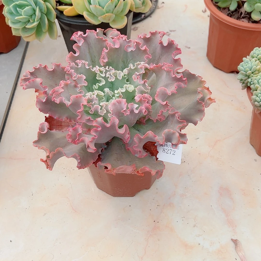 珊***颂8272高莎多肉植物