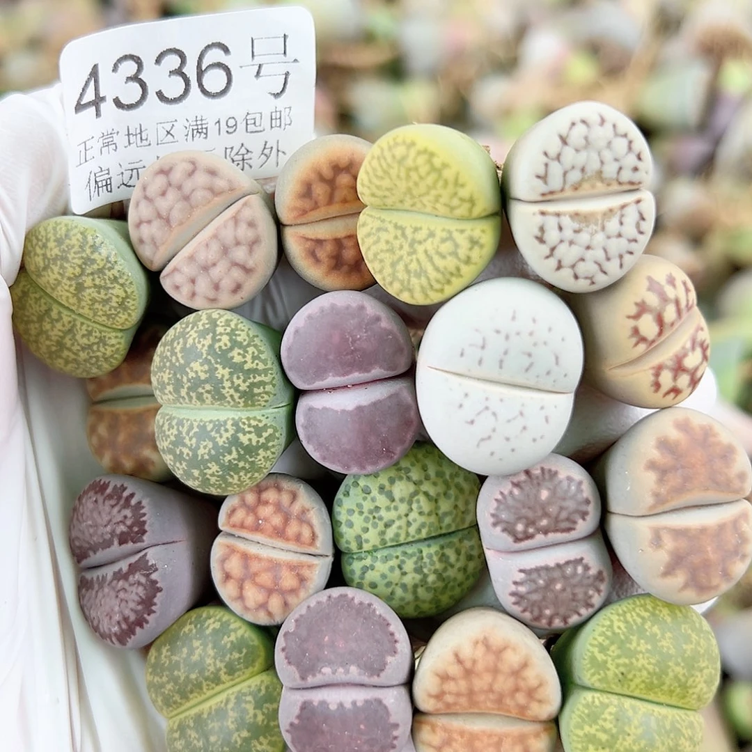 4336 好养易活生石花大母本19个