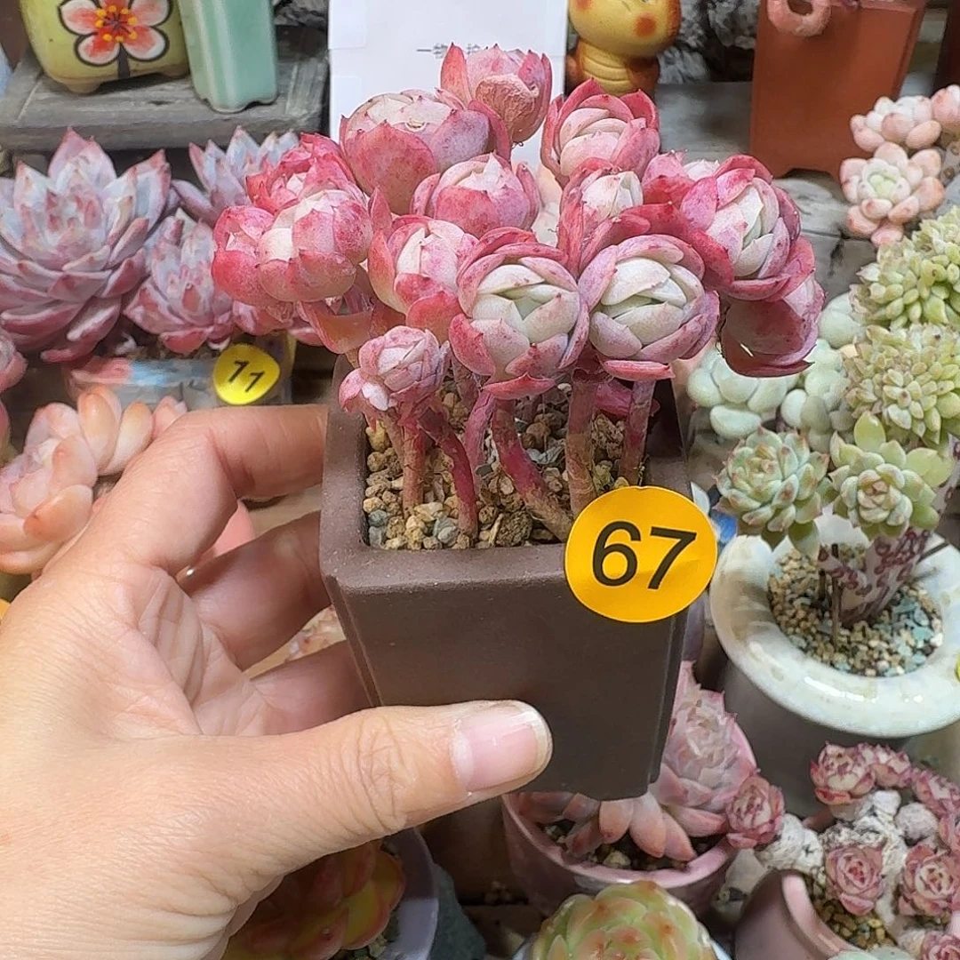 67 多肉含盆土 30元包邮非偏远