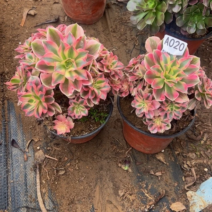 粉女巫2颗微瑕020.