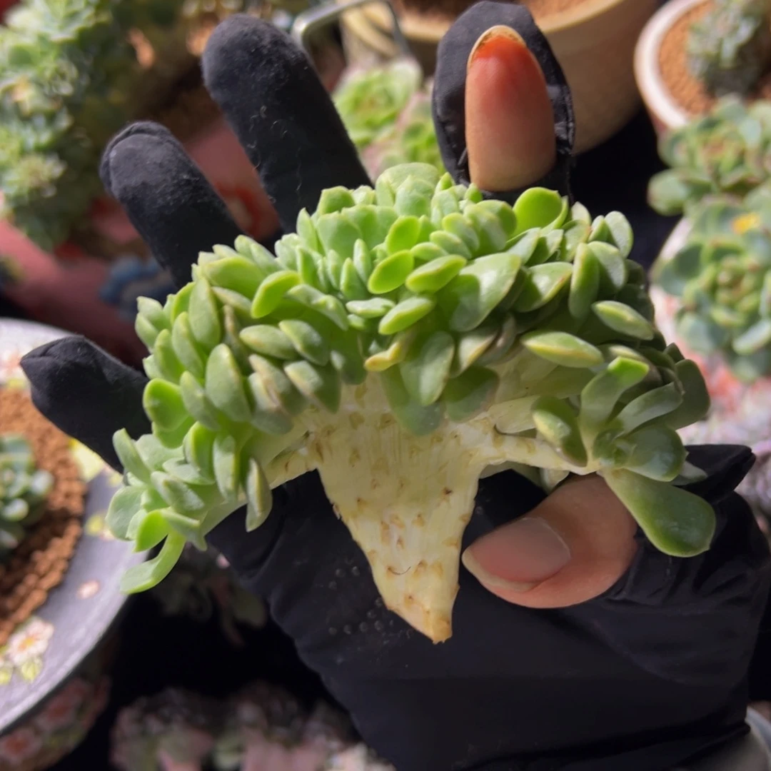 发***橙熔晶缀化 天天开心