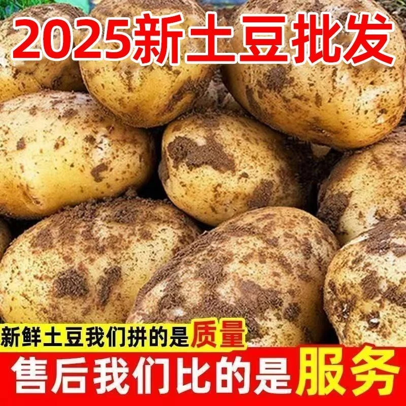 贵州土豆高山洋芋黄皮黄心小土豆现挖现发马铃薯米拉洋芋软糯粉面