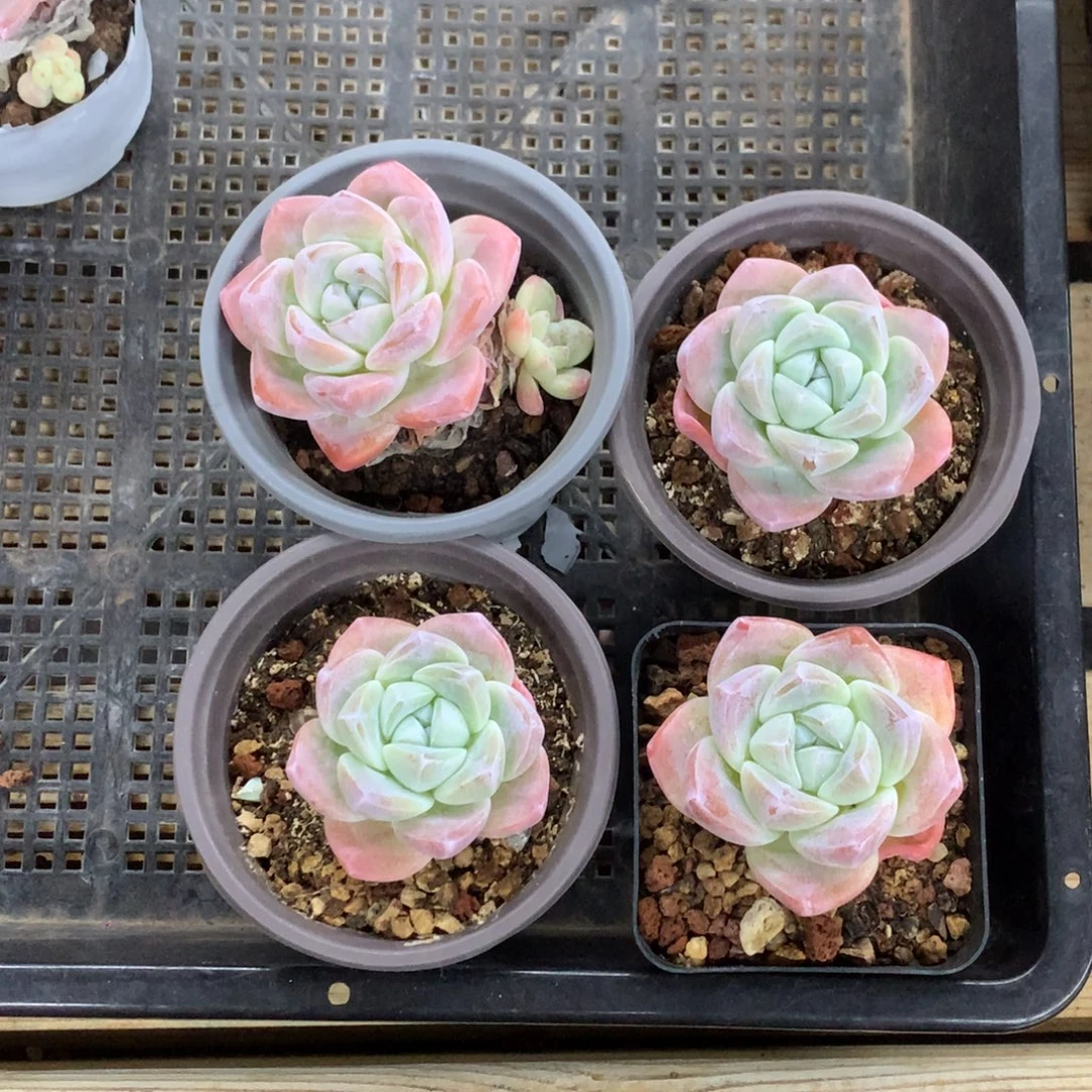 冰玉4棵单头打包 6cm