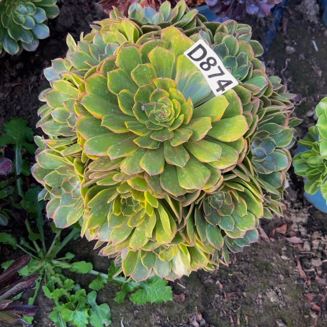 半夏法师26//51包邮