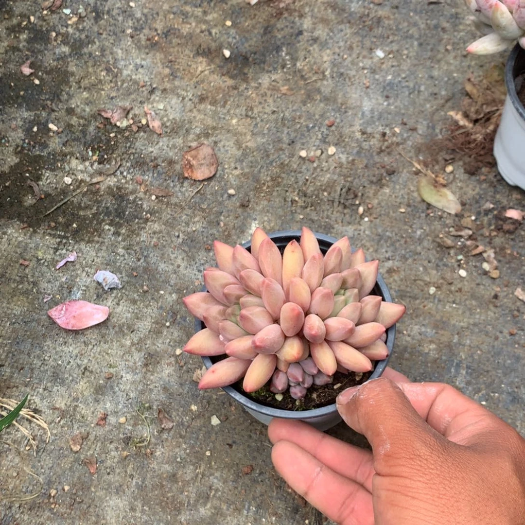 清乾隆皇帝赐他诗