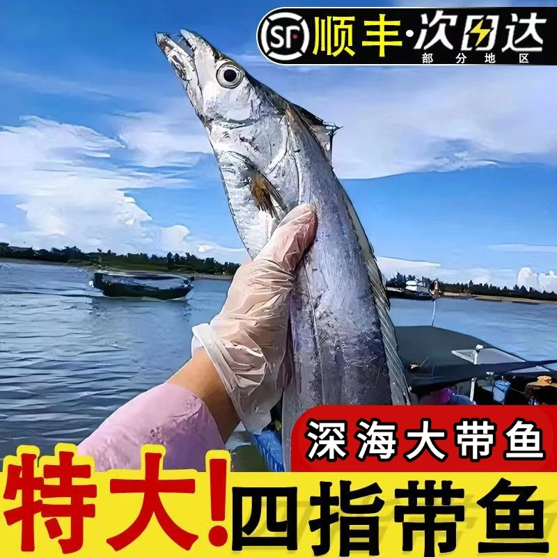 【银鳞大号钓带鱼】深海新鲜冷冻海钓带鱼超大号整条带鱼刀鱼无冰衣