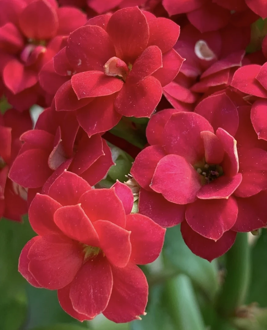 红狐狸长寿稀有品种带花苞长寿花盆栽重瓣大花四季室内开花好养