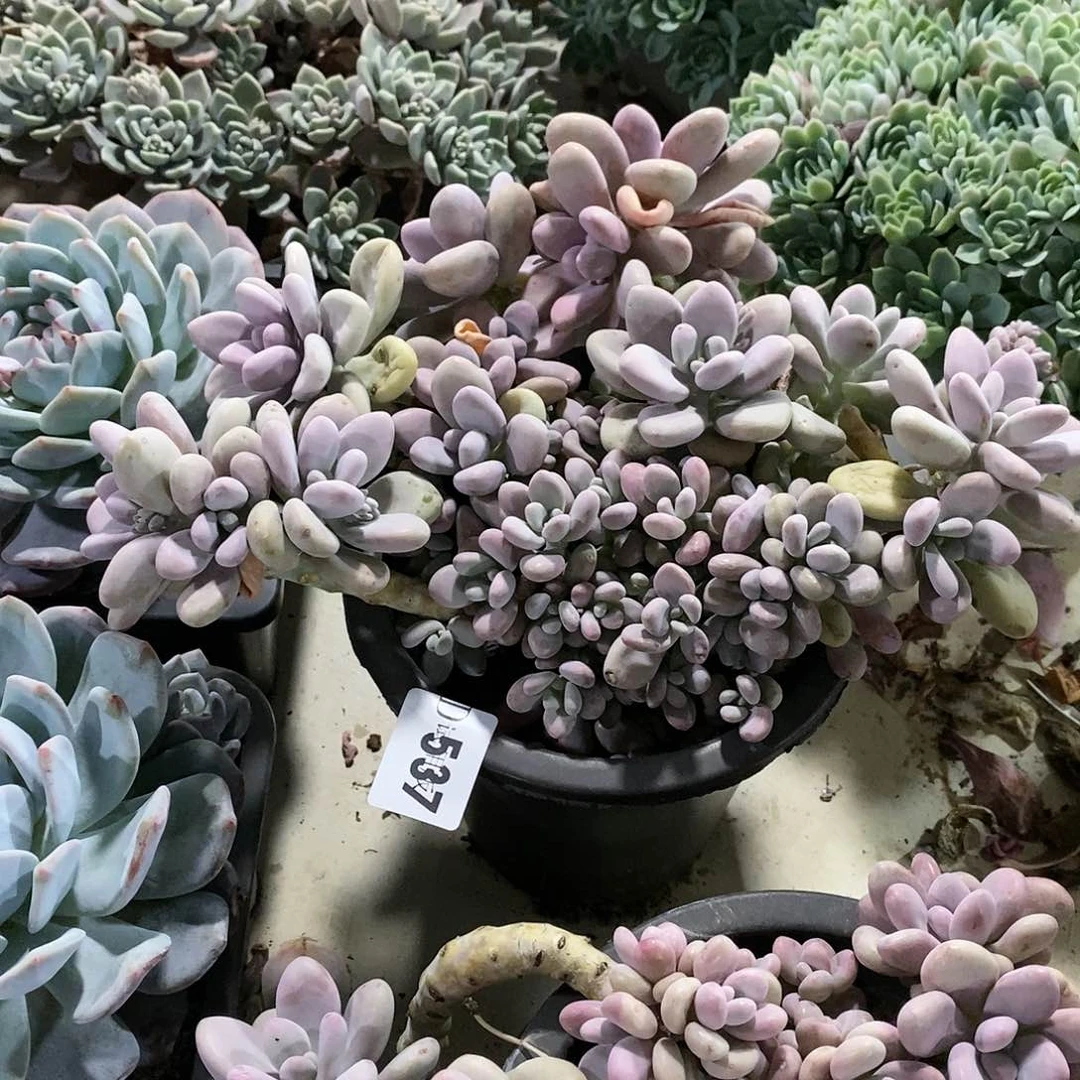 ，537桃蛋多肉植物
