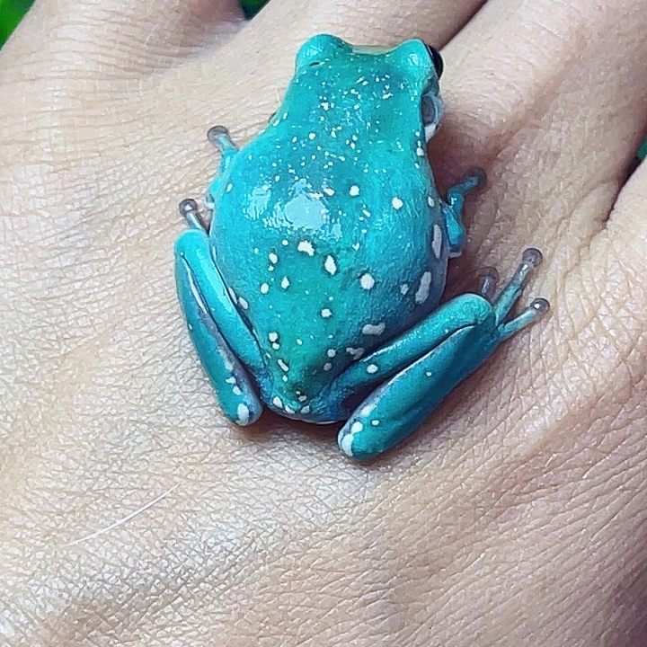 老爷树蛙02 波波点特殊花纹