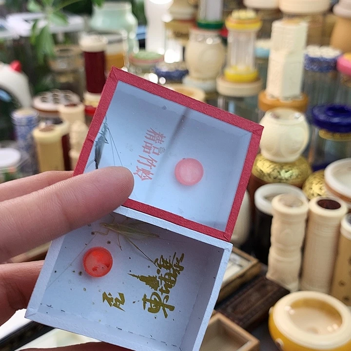 柬埔寨➕紫竹蛉啊啊啊啊