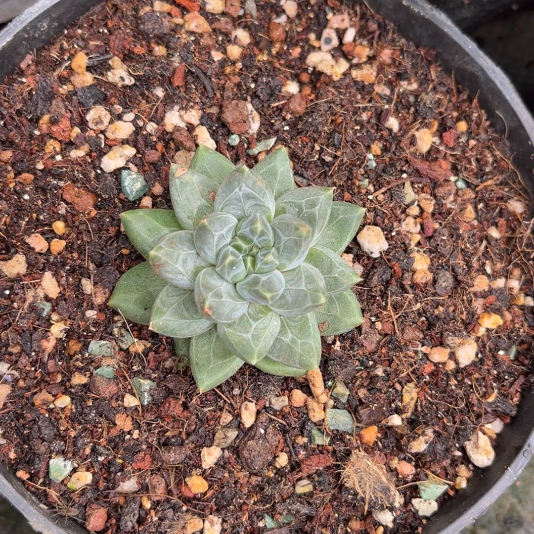 多肉植物橄榄球多肉
