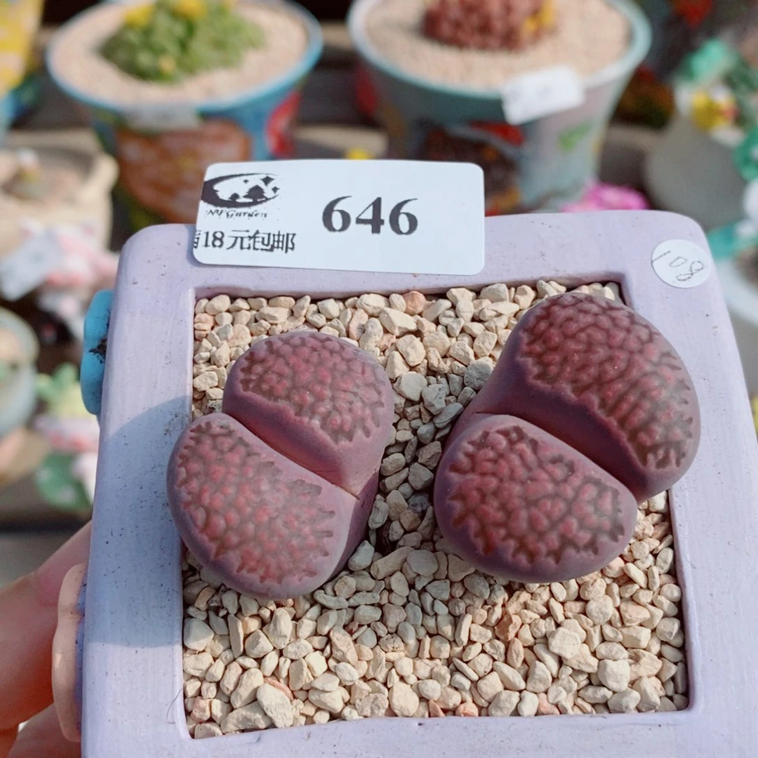 生石花花花花花花花646