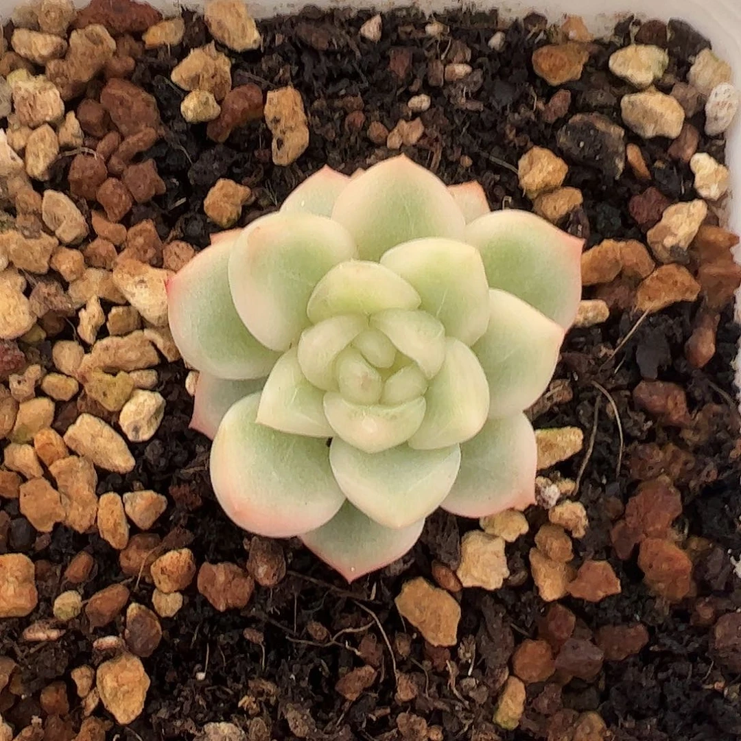 珍妮月亮锦 冠服4 一物一拍