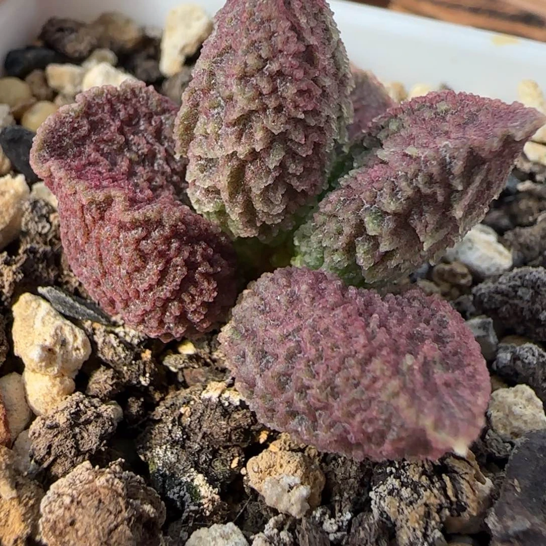 实生水泡，一物一拍