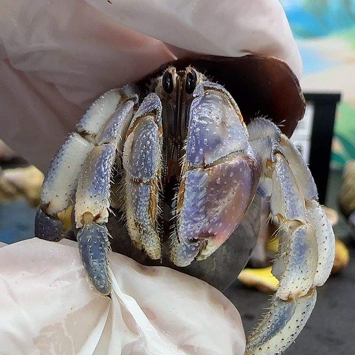 A30紫陆2.0cm口径