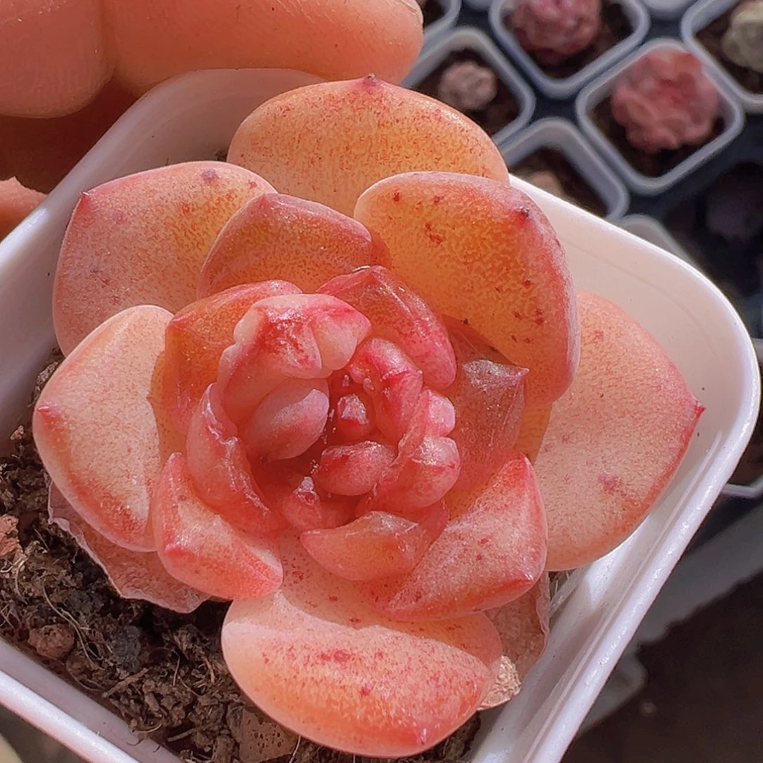 一物一拍30包邮6666