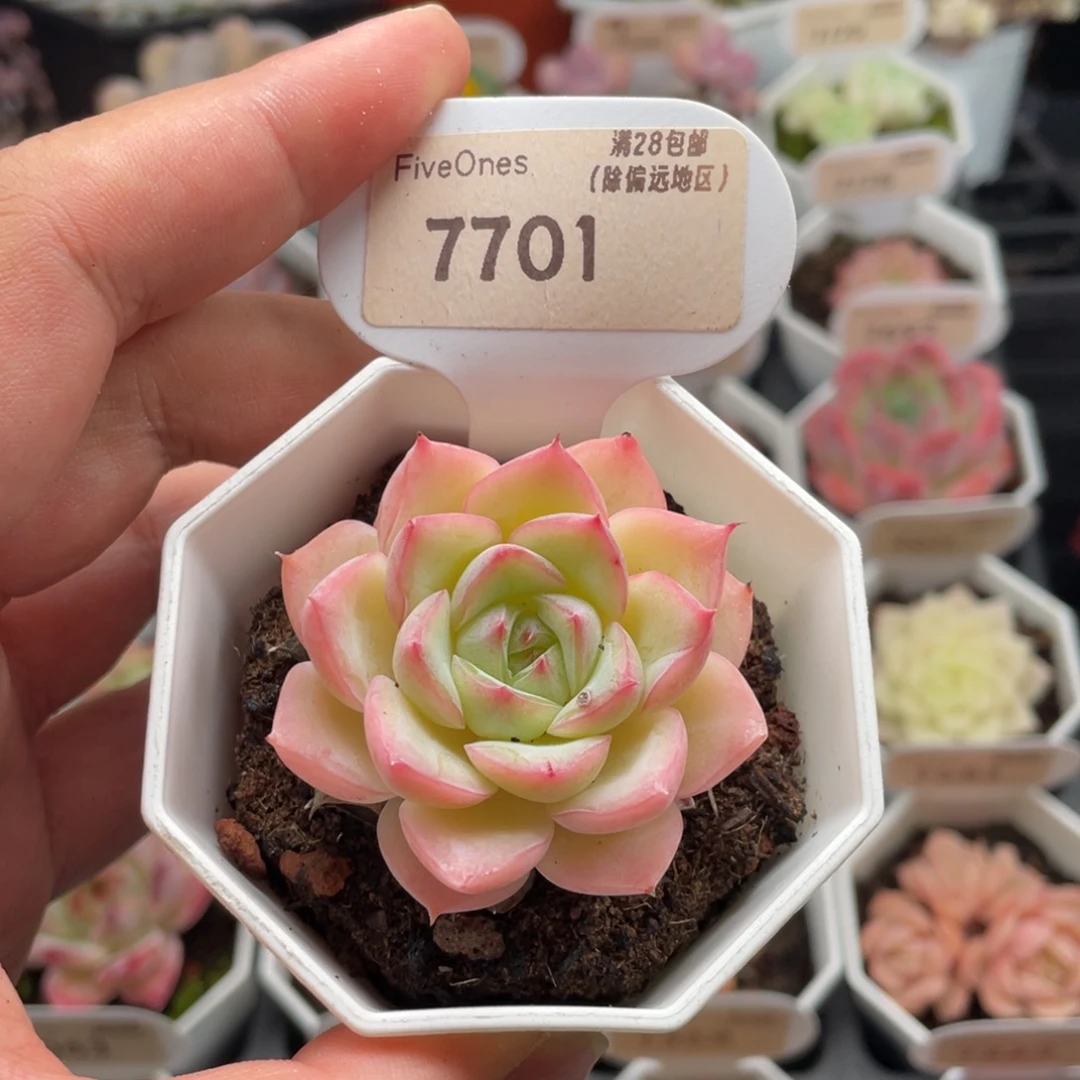 水晶玫瑰7701-5厘米