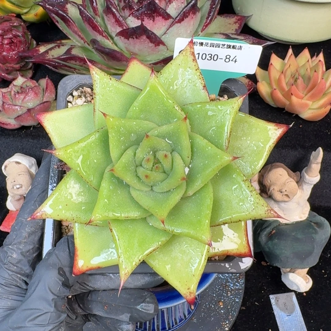 从前慢多肉精选编号1030.84