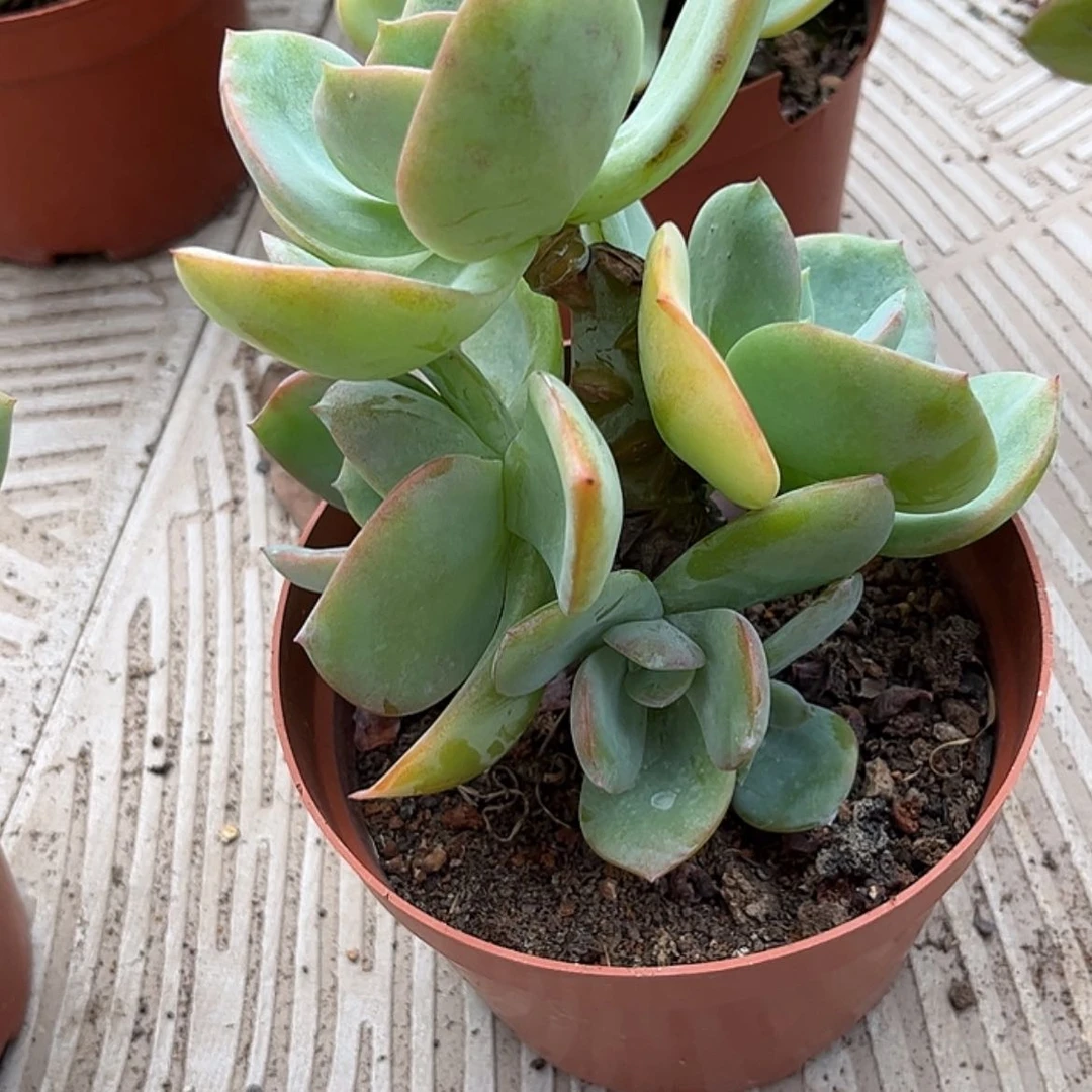 【闪购商品】无花朵?****?