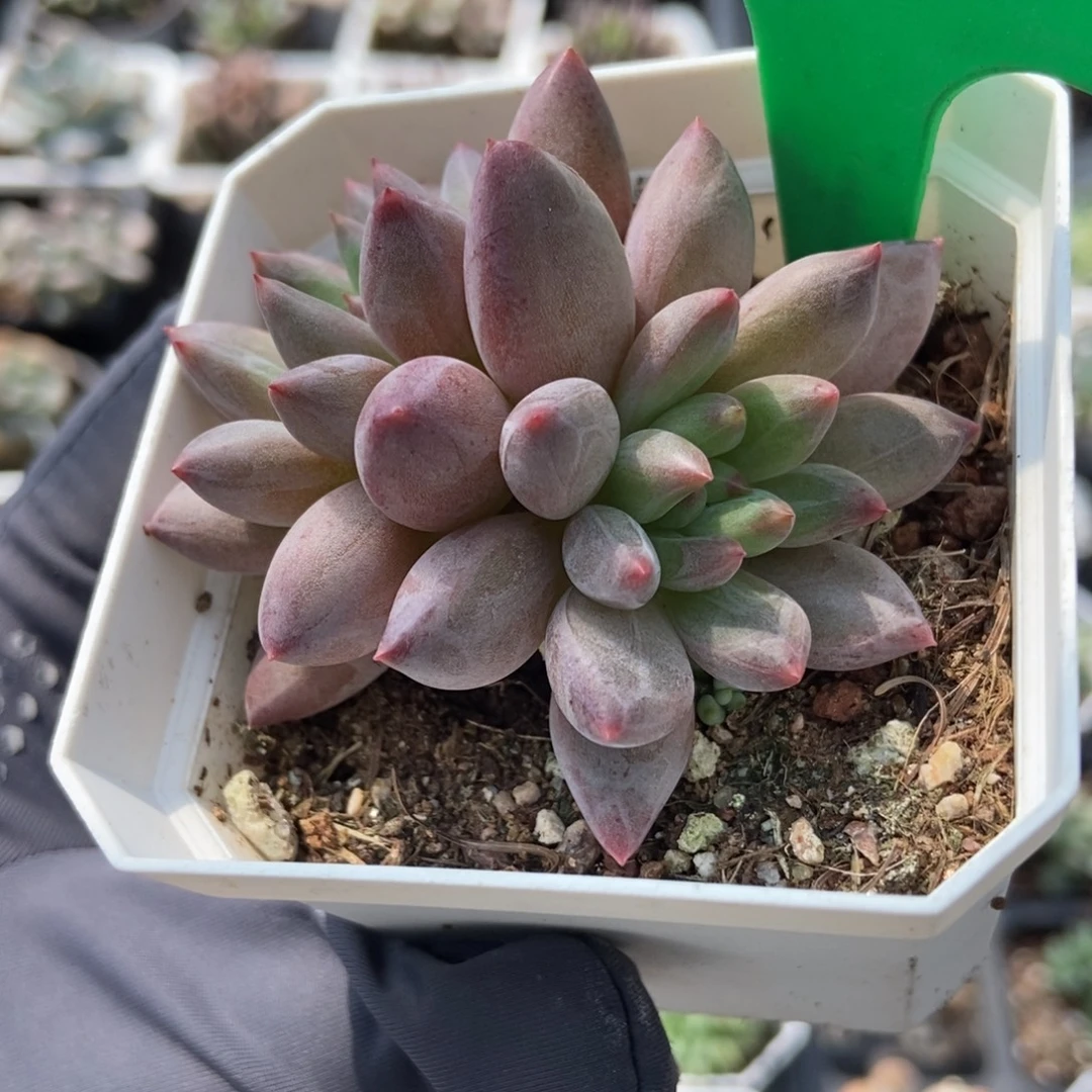 822虞美人多肉植物