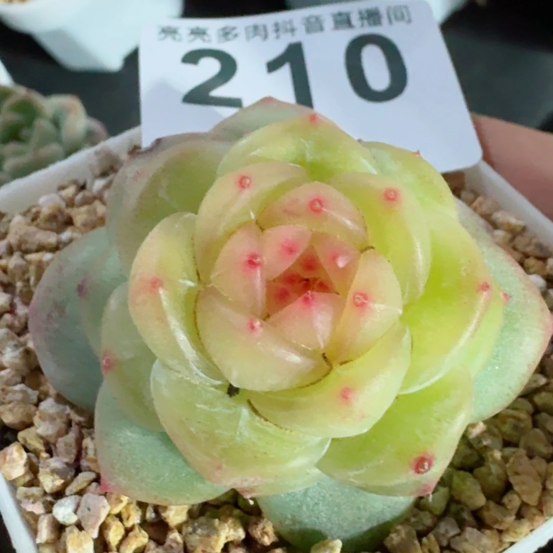 小家碧玉         精品多肉