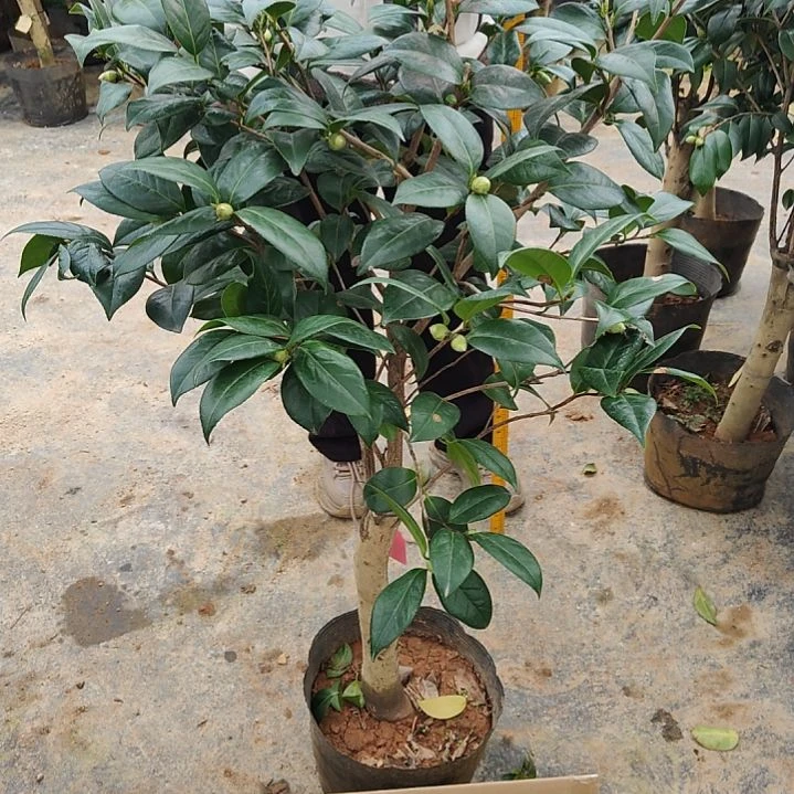 全部花苞乌马克不包邮