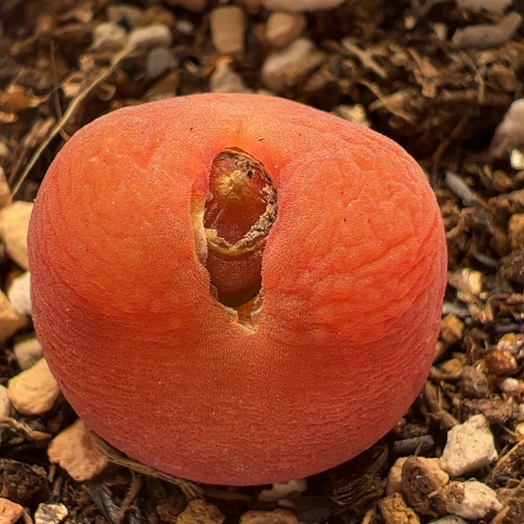 进口水蜜桃多肉植物百科