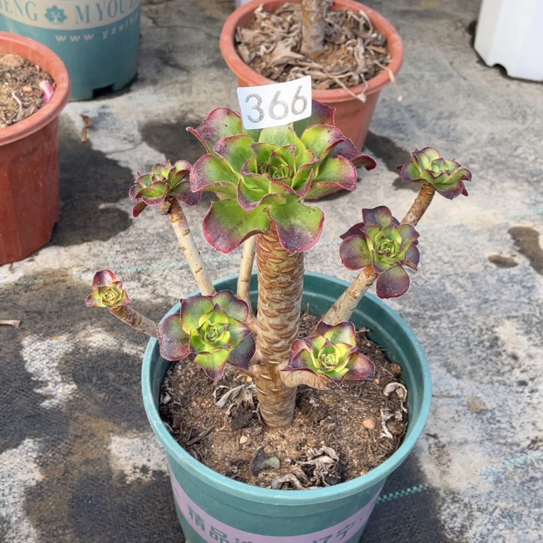 知*。魅影多肉植物法师