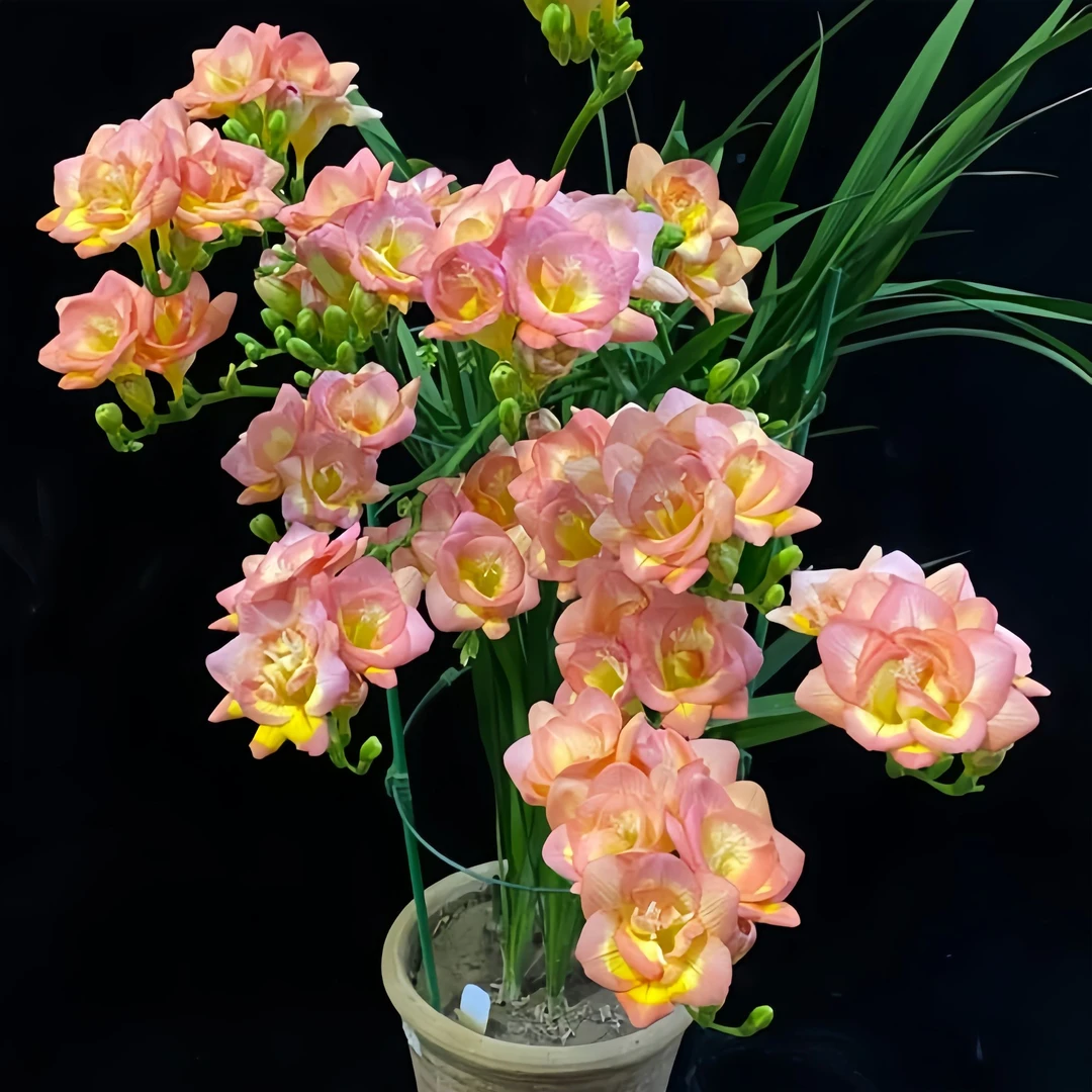 香雪兰种球地栽室内外【大花浓香】多年生庭院重瓣小苍兰盆栽植物花