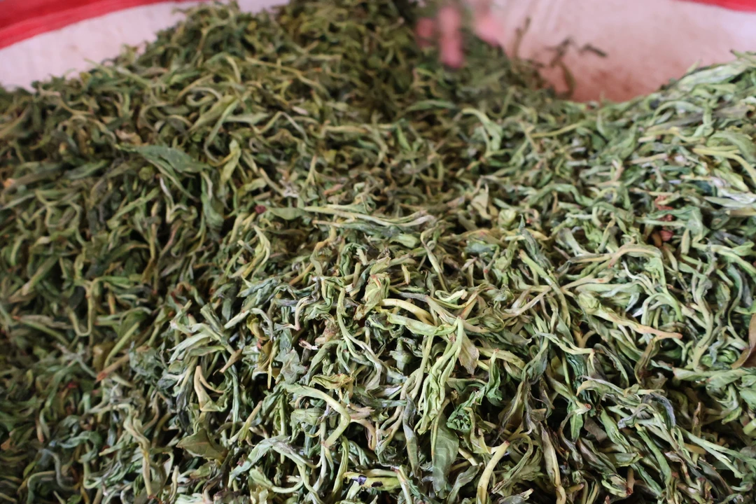 冰岛老寨40号 2025年生茶散茶