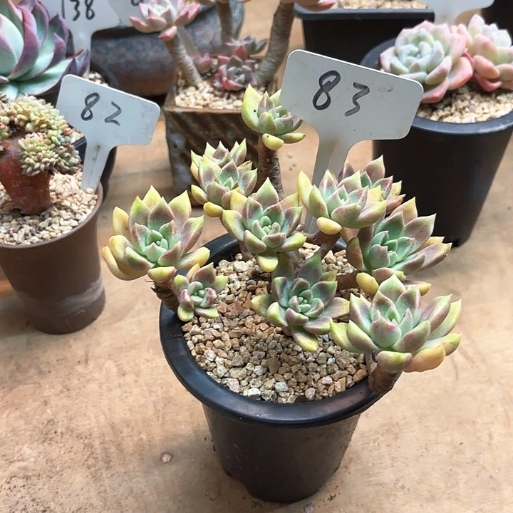 多肉植物，璀璨83号