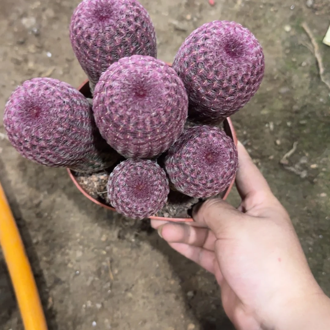 老***民可口可乐了可口可乐了