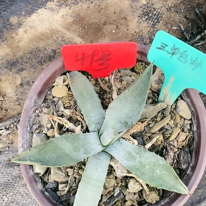 【闪购商品】无花朵龙舌兰煞威原始种