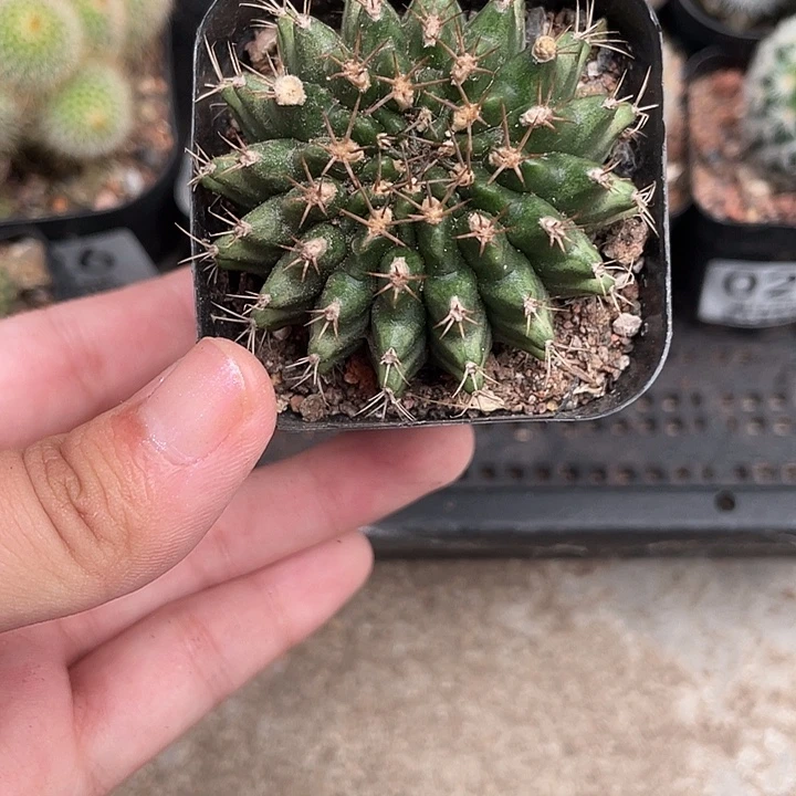 031翠凰冠仙人球植物