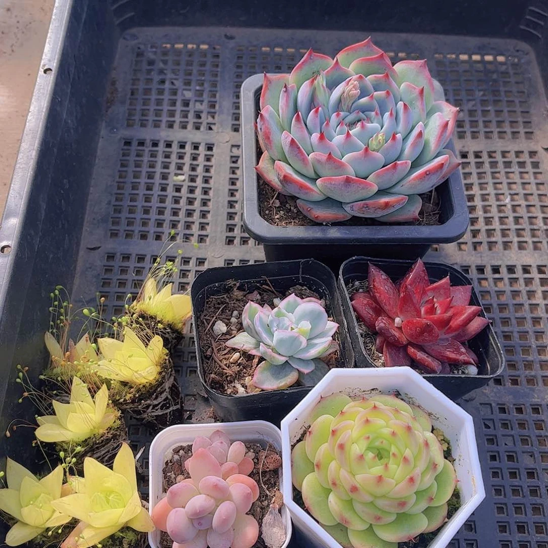 多肉453多肉植物