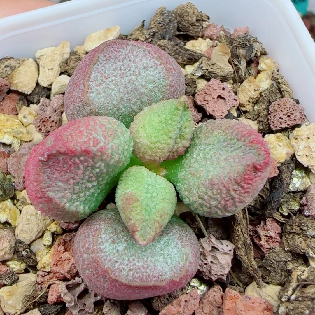 无花朵实生整颗，带盆发货